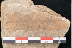 Foto (Detailansicht) von Banksia ungeri Ettingshausen (NHMW-GEO-2024-0188-7937)